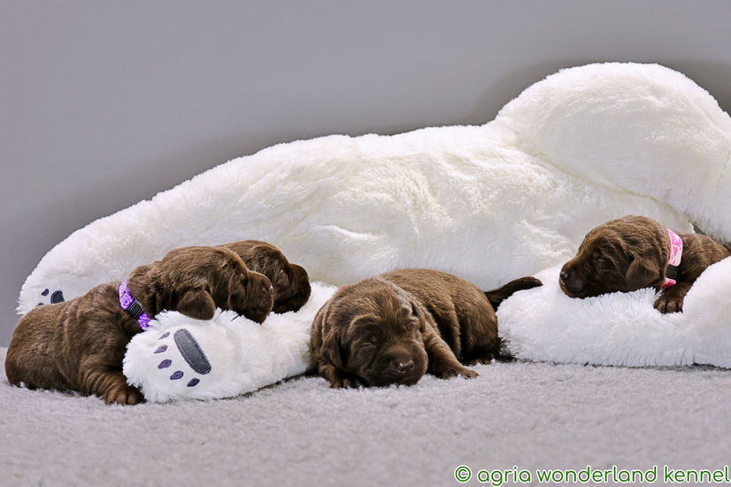 csoki labrador kiskutyák megbízható tenyésztőtől