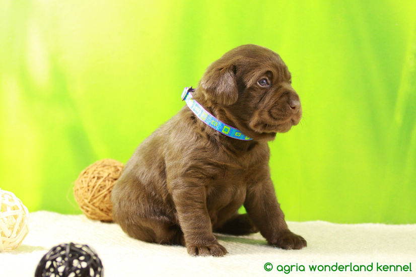 törzskönyves csoki labrador kutyus  megbízható tenyésztőtől
