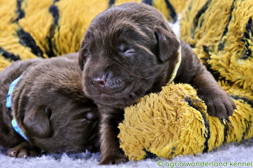 csokibarna labrador kiskutyák megbízható tenyésztőtől