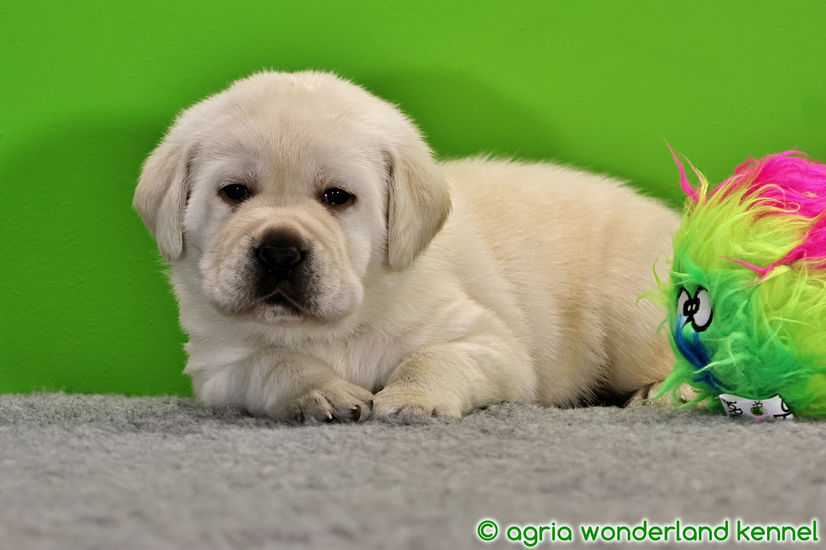 cuki zsemle labrador kutyus