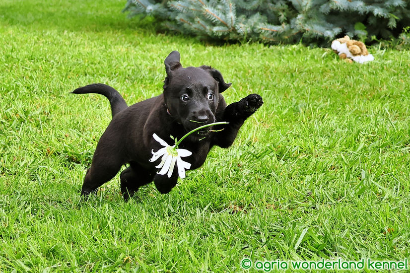fajtatiszta fekete labrador kutyus megbízható tenyésztőtől