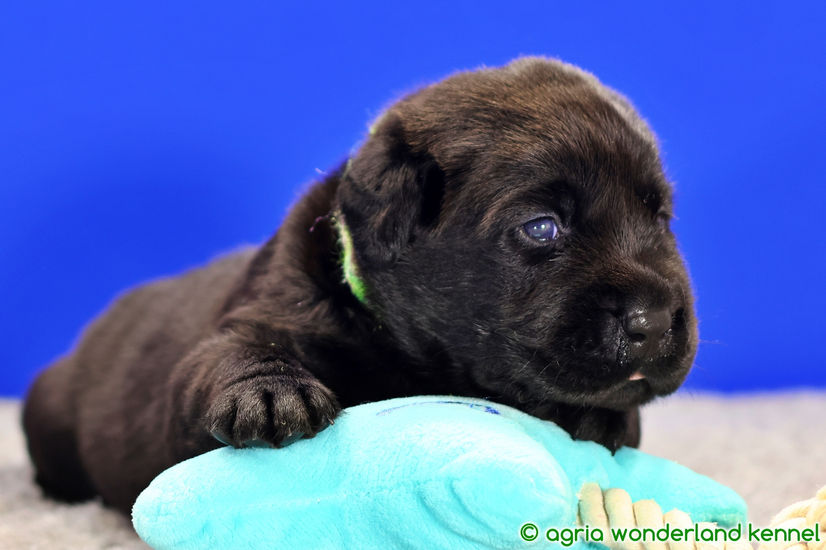 gyönyörű fekete labrador kölyökkutya