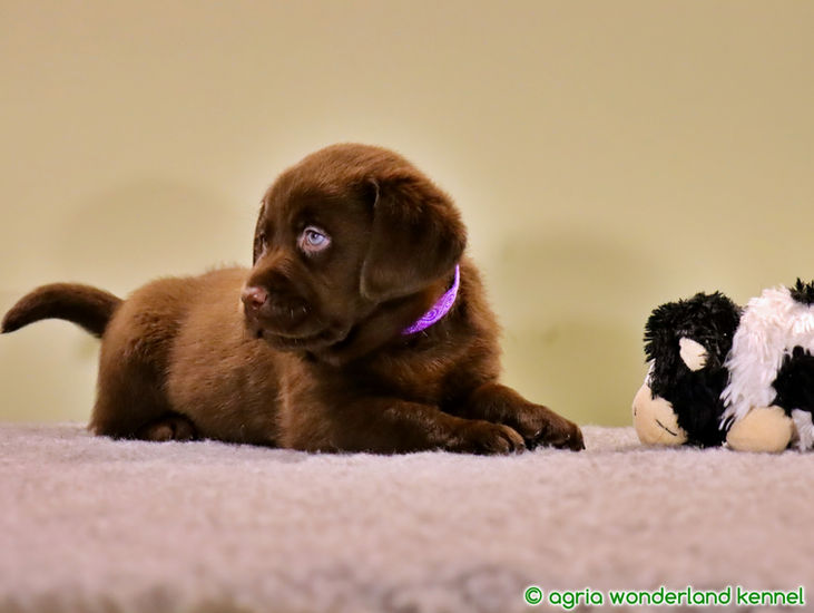 gyönyörű barna labrador kutyus