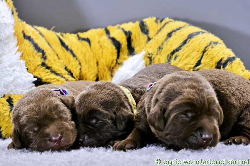 csokibarna labrador kiskutyák megbízható tenyésztőtől