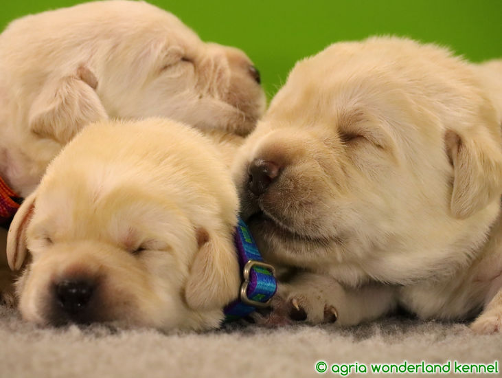 gyönyörű zsemle színű labrador kiskutyák