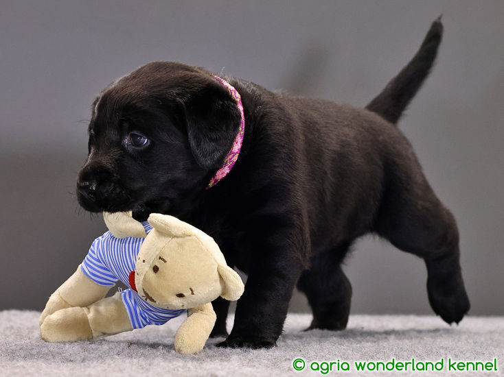 kedves fekete labrador kiskutya