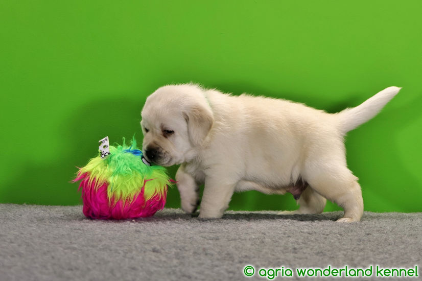 törzskönyves sárga labrador kiskutya