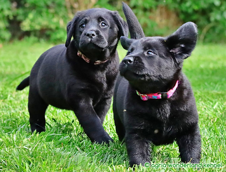 jókedélyű fekete labrador kiskutyák
