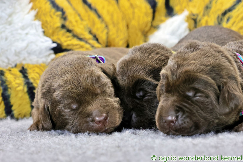 csokibarna labrador kiskutyák megbízható tenyésztőtől
