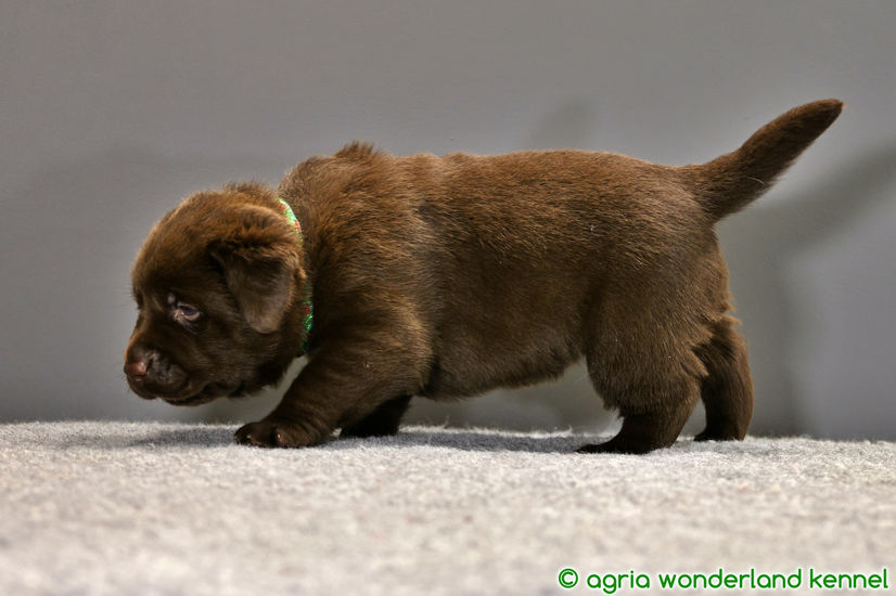 cuki barna labrador kolyok