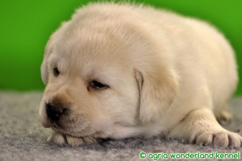 cuki sárga labrador kölyök