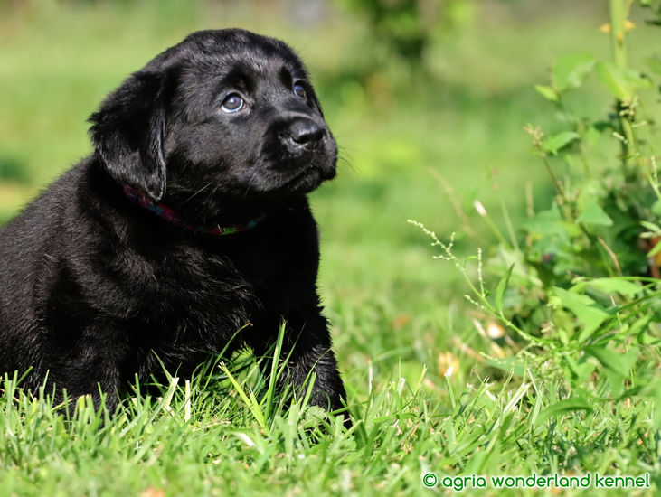 show vonalú fekete labrador kiskutyák