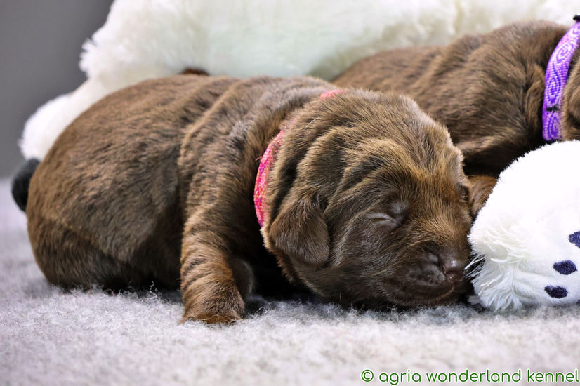 csokibarna labrador kiskutya megbízható tenyésztőtől