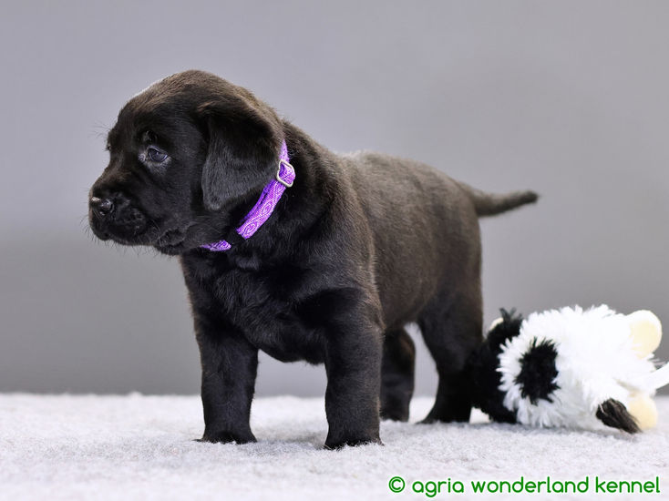 gyönyörű fekete labrador kutyus