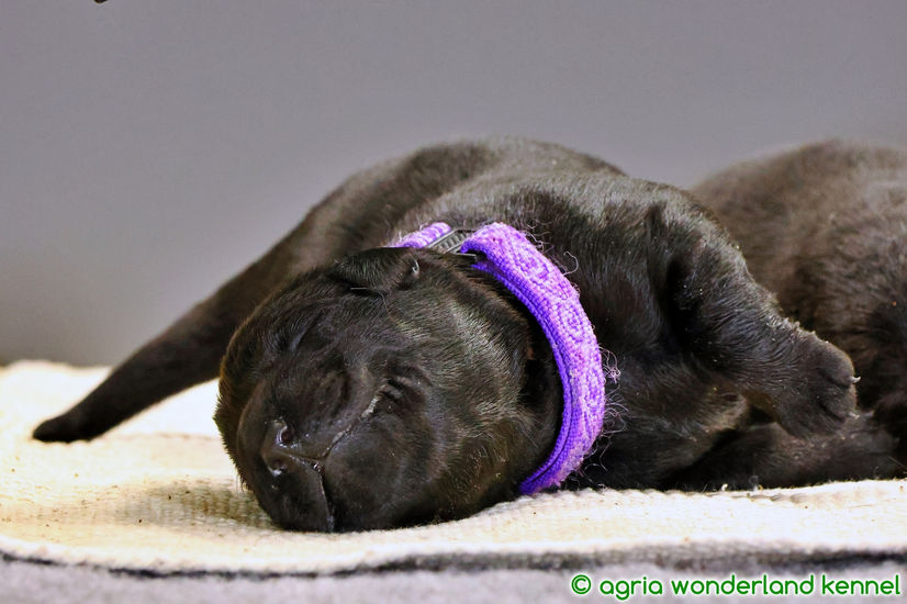 fcuki ekete labrador kiskutys