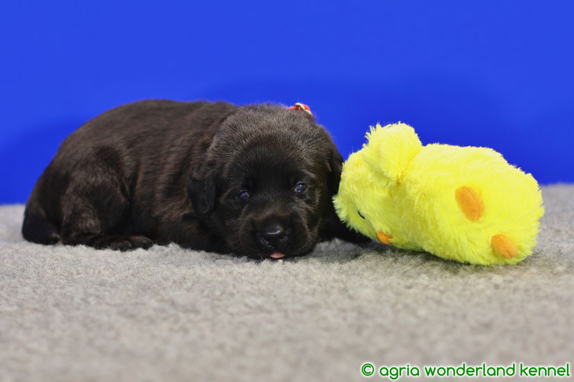 okos fekete labrador kölyökkutya