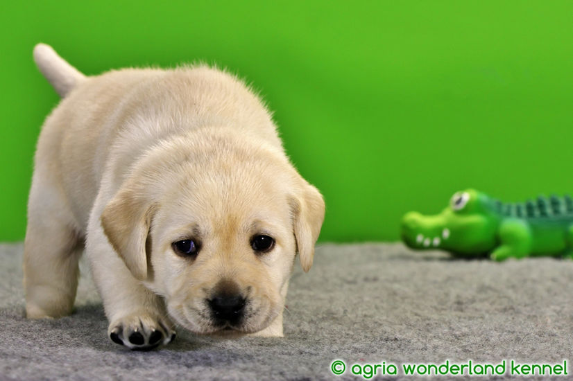 cuki zsemle labrador kutyus