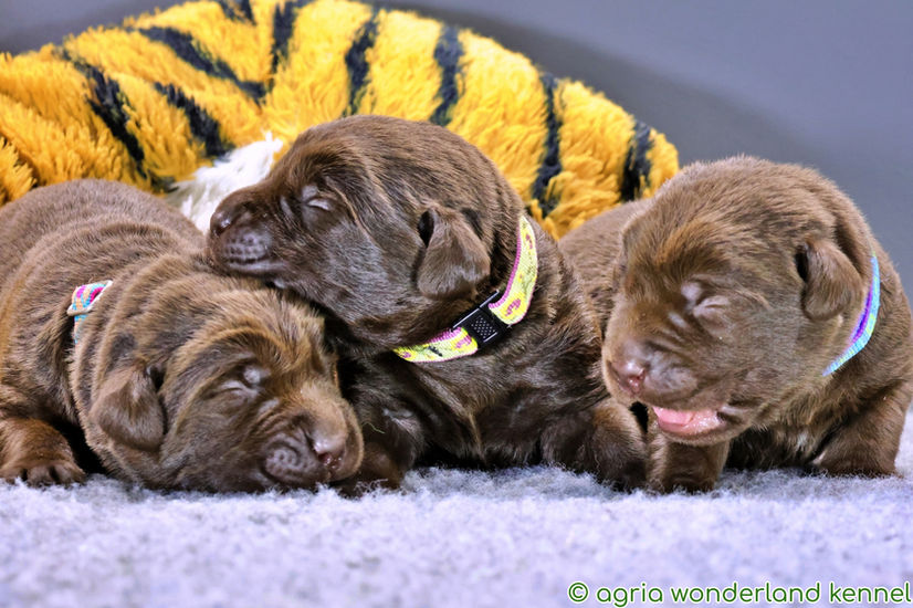 csokibarna labrador kiskutyák megbízható tenyésztőtől