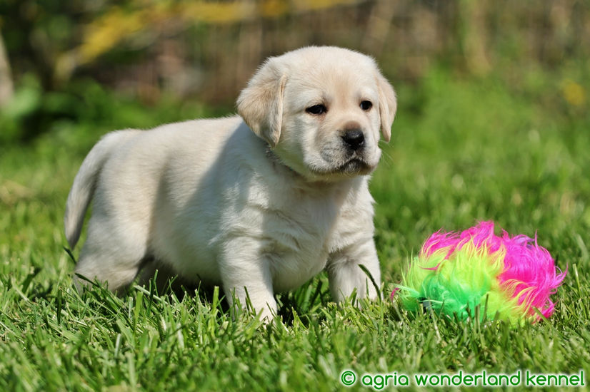 fajtatiszta sárga labrador kutyus megbízható tenyésztőtől