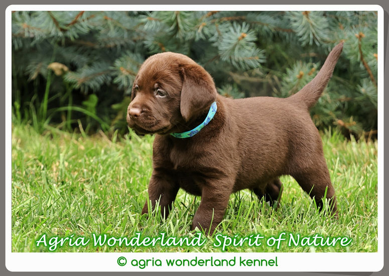 show vonalú csoki labrador kiskutya