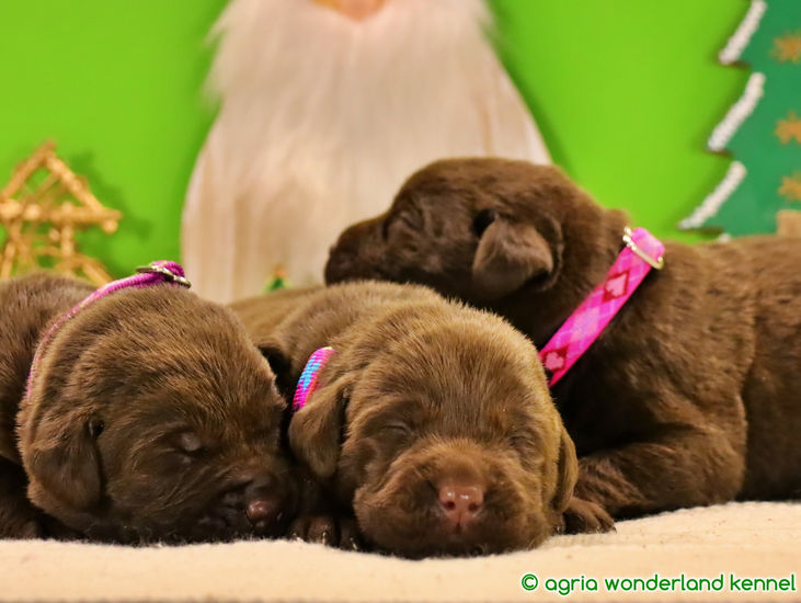 törzskönyves barna labrador kiskutyák megbízható tenyésztőtől