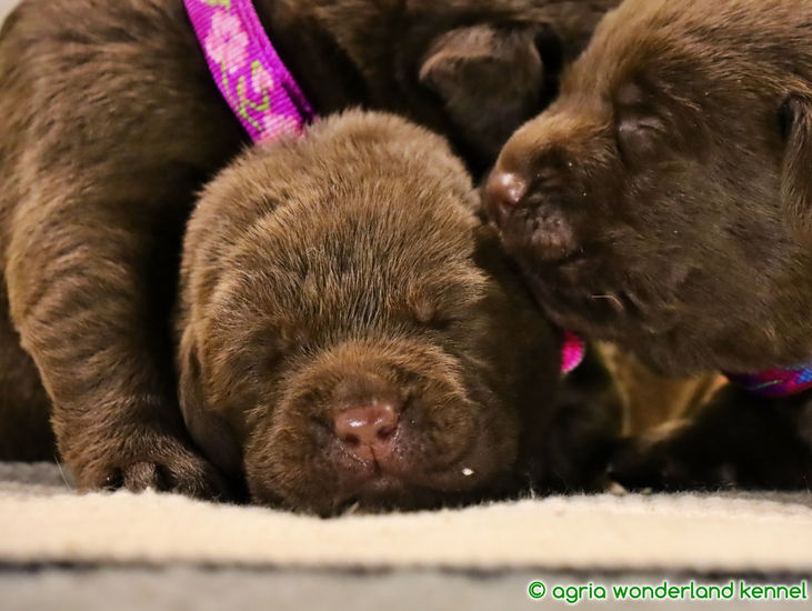 törzskönyvezett barna labrador újszülött kiskutyák