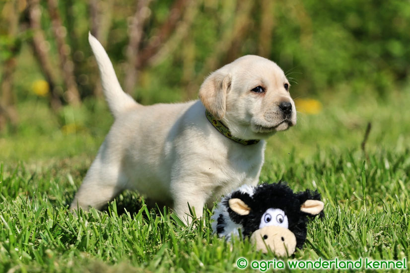 játékos zsemle labrador kiskutya