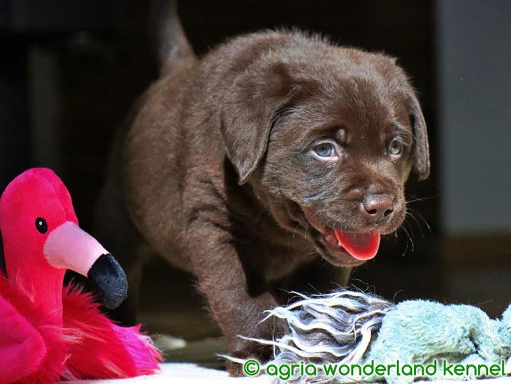 megbízható tenyésztőtől csoki labrador kiskutya