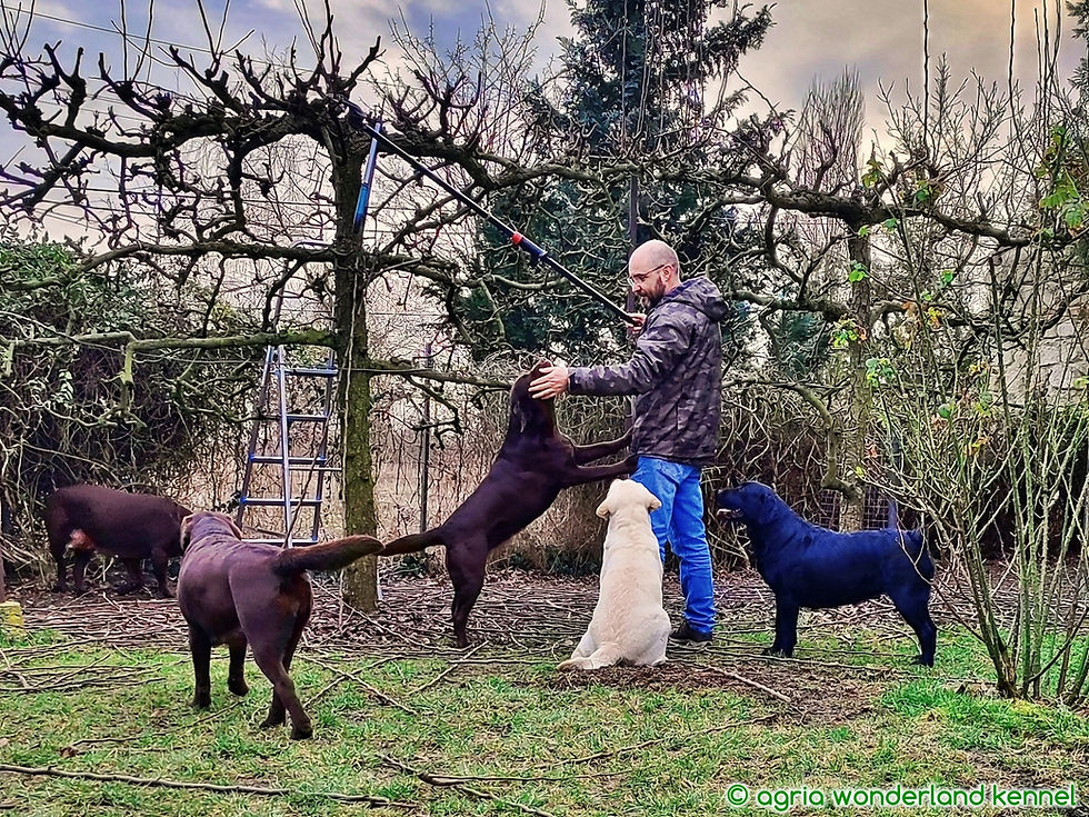 Thrustworthy Labrador retriever breeder in Hungary