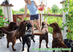 családi labrador retriever megbízható tenyésztőtől