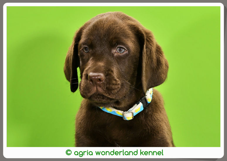 gyonyoru barna labrador kiskutya