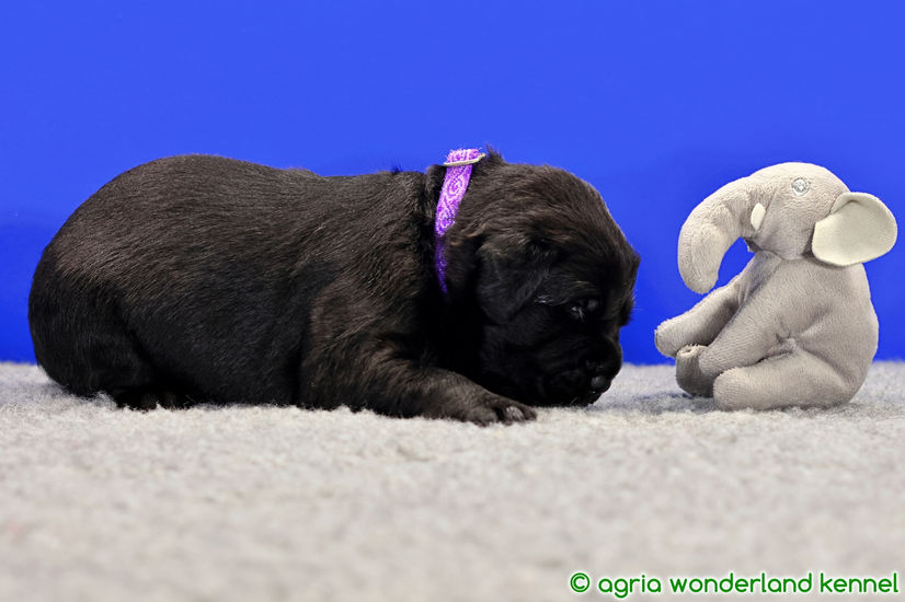 cuki fekete labrador kutyus