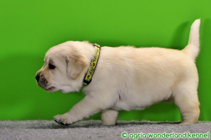 show vonalú sárga labrador kutyus