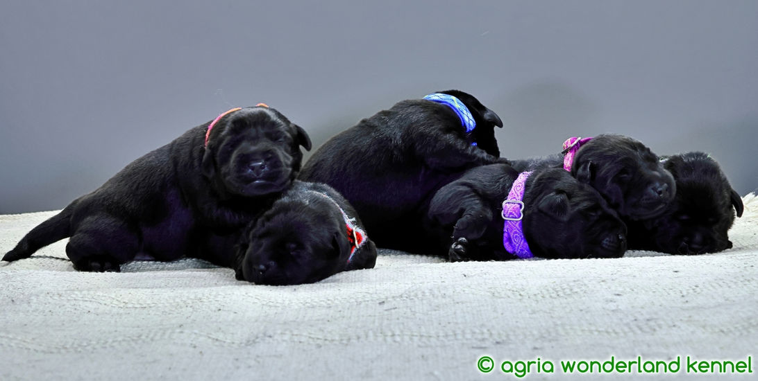 fekete labrador kölyökkutyák megbízható tenyésztőtől