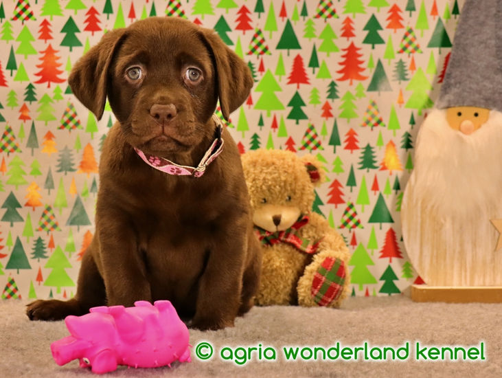 törzskönyves csokoládé labrador kiskutya megbízható tenyésztőtől