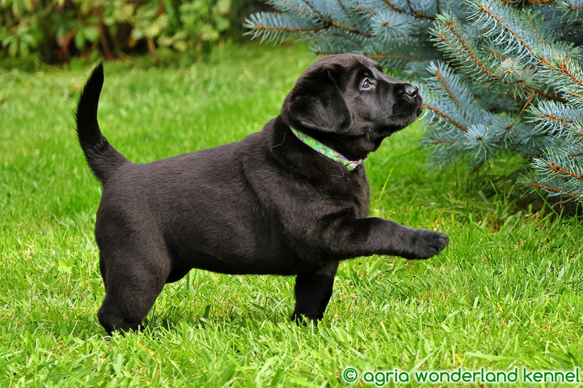 családbarát fekete labrador kiskutya