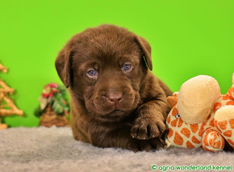 gyönyörű csokoládé labrador kiskutya megbízható tenyésztőtől