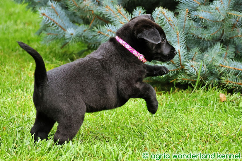 fajtatiszta fekete labrador kutyus megbízható tenyésztőtől