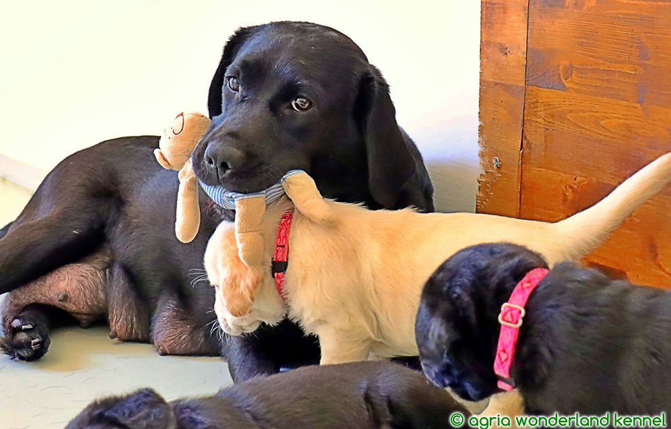 amerikai vs. angol munka vagy show vonalú labrador