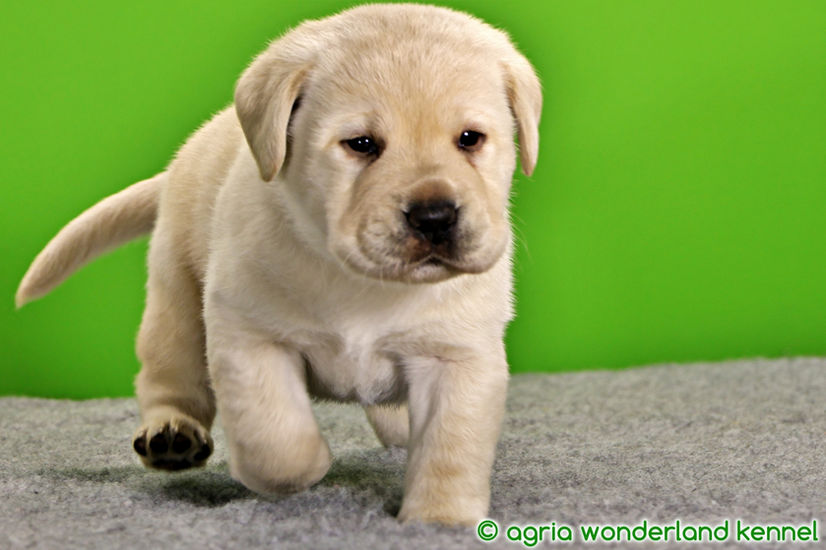 show vonalú sárga labrador kiskutya