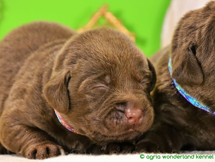 egészséges show vonalú csoki labrador kiskutyák