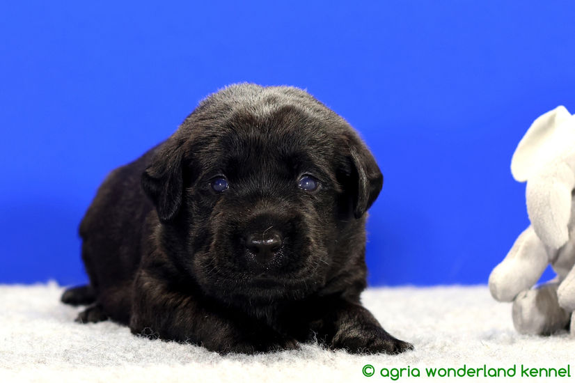 cuki fekete labrador kutyus