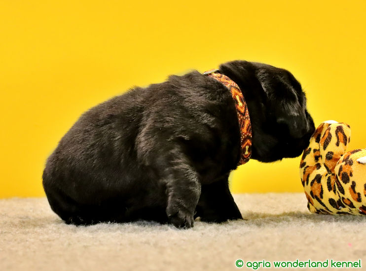 gyerekbarát fekete labrador kutyakölyök