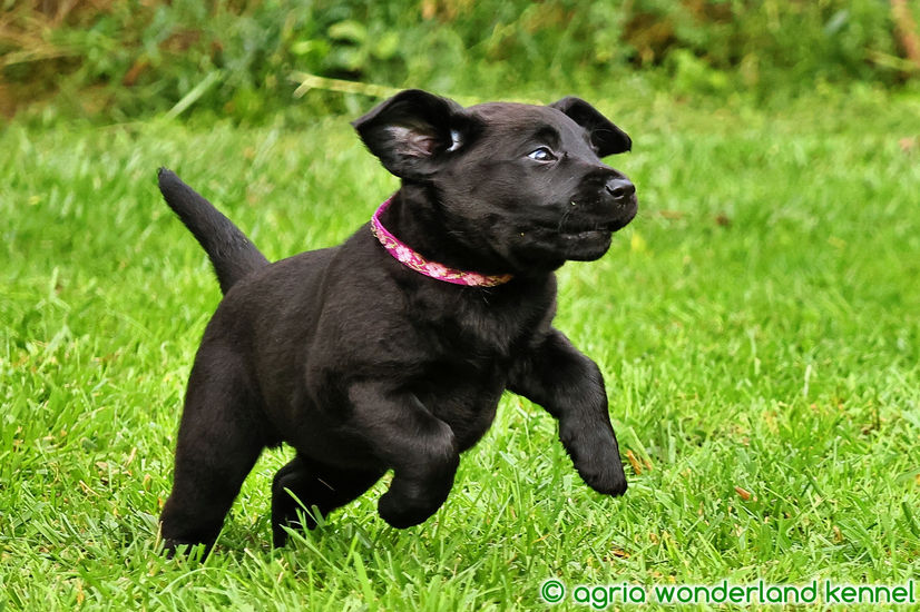 játékos fekete labrador kiskutya