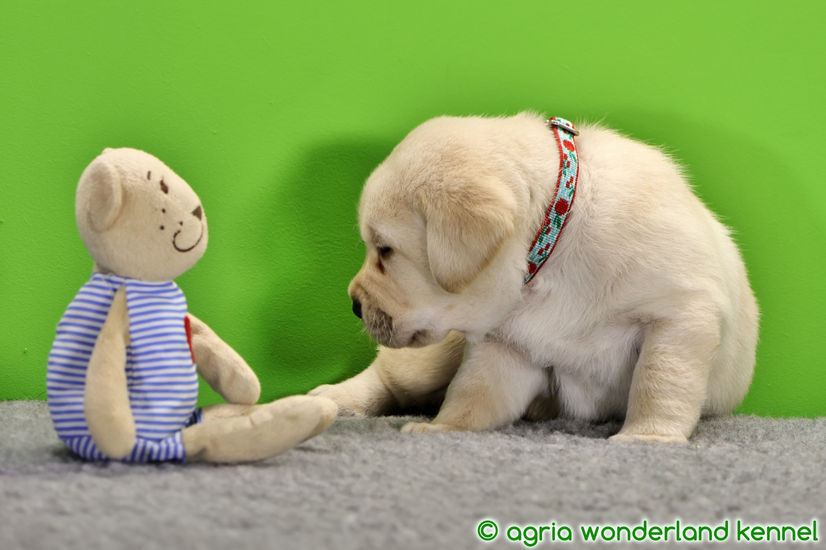 cuki sárga labrador kiskutya