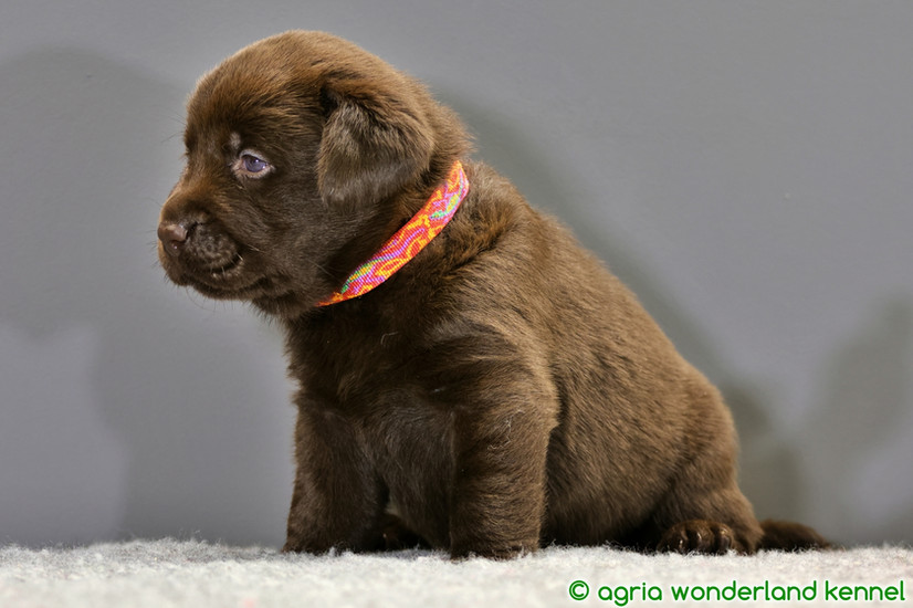 cuki csokibarna labrador kolyok