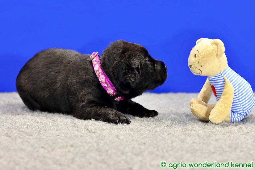 cuki fekete labrador kiskutya