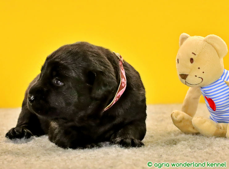 egészséges fekete labrador kutyakölyök