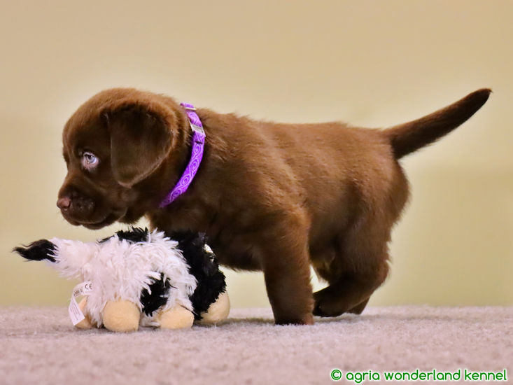 gyönyörű barna labrador kutyus