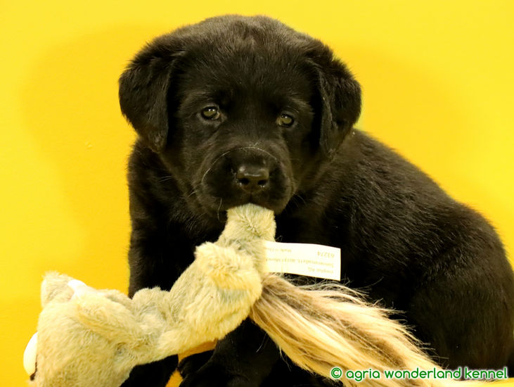 gyönyörű fekete labrador kiskutya